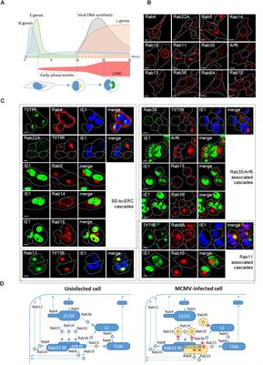 Cytomegaloviruses Exploit Recycling Rab Proteins in the Sequential Establishment of the Assembly Compartment